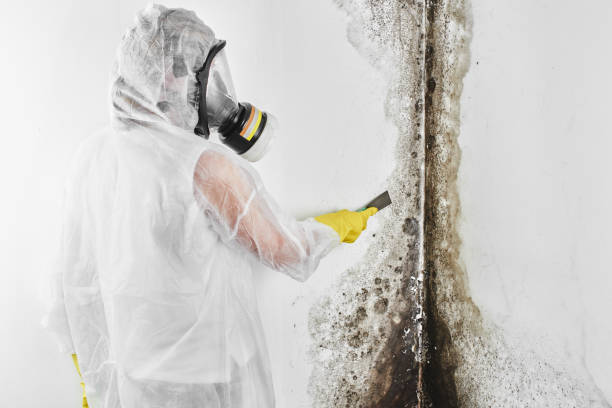 Best Mold Removal Company Near Me  in Kennedale, TX