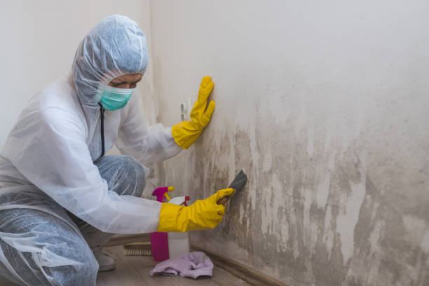 Best Local Mold Removal Service  in Kennedale, TX