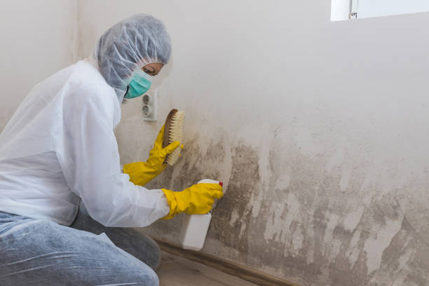 Best Professional Mold Removal  in Kennedale, TX
