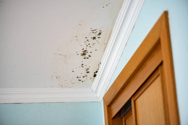 Best Best Mold Removal Companies  in Kennedale, TX