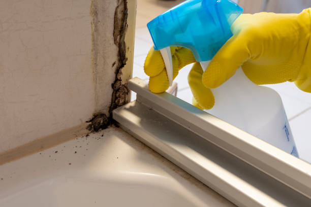 Mold Removal Process in Kennedale, TX