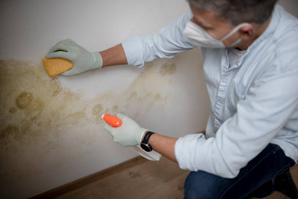 Best Black Mold Removal  in Kennedale, TX