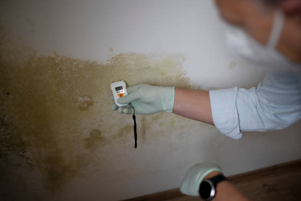 Best Emergency Mold Removal  in Kennedale, TX