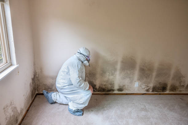 Best Home Mold Removal  in Kennedale, TX