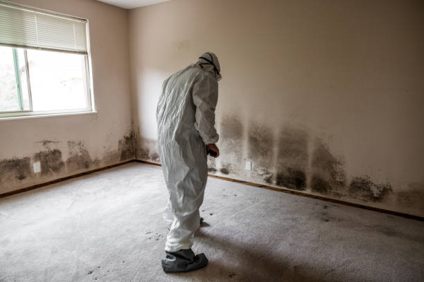 Best Professional Mold Removal  in Kennedale, TX