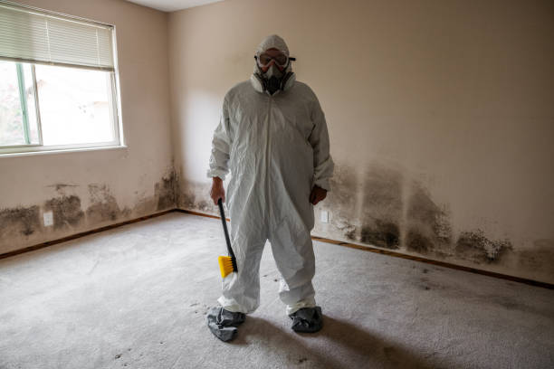 Best Black Mold Removal  in Kennedale, TX