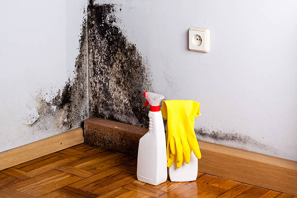 Professional Mold Removal in Kennedale, TX